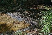 Kbal Spean, called also River of the Thousand Lingam, the riverbed and banks have been graven with linga and various sacred images of hindu divinities 